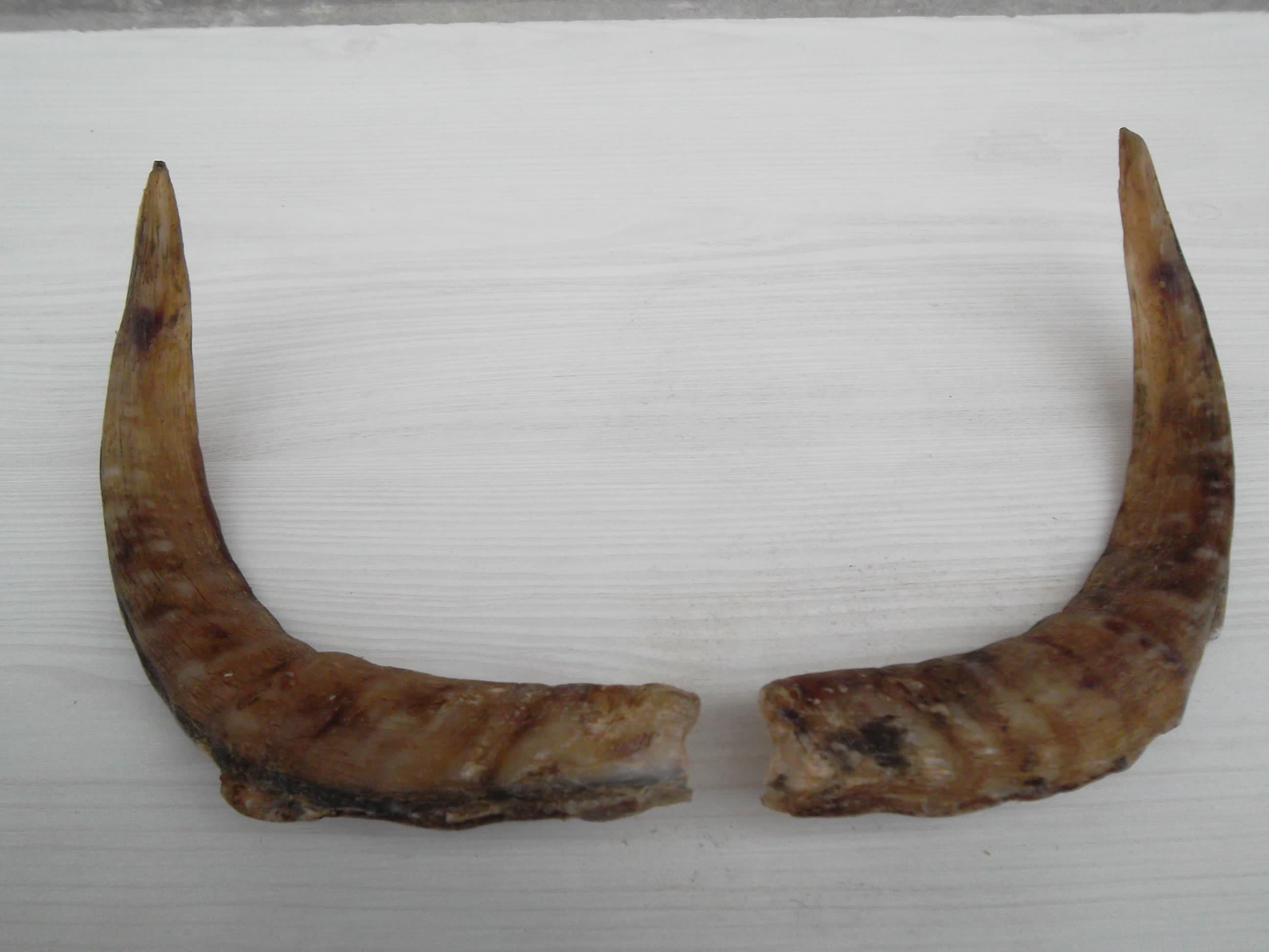 Horns, Vintage Horn , Shofar Horn , Real Ram Horns, Ram Horn , Ram
