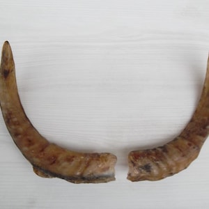 Puede incluir: Dos cuernos de animal marrones, probablemente de vaca o toro, se muestran sobre una superficie de madera blanca. Los cuernos son curvos y tienen una textura rugosa.