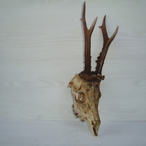 Horn, Raw horn, Mule horn, Animal horn, Deer skull ,Roe horn , Natural deer horn, Natural antler horn, Horns, Antler horn, Deer horn