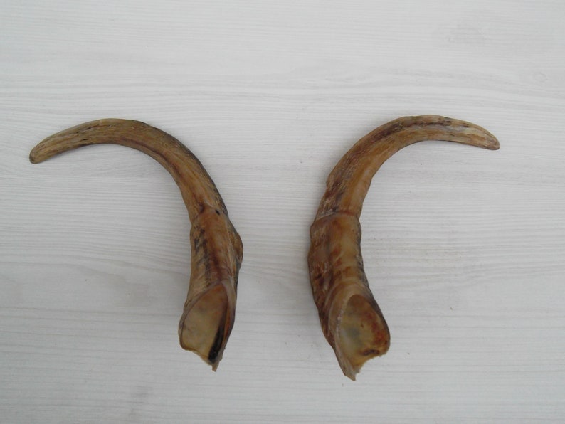 Vintage Horn Shofar Horn Real Ram Horns Ram Horn Ram Etsy Canada