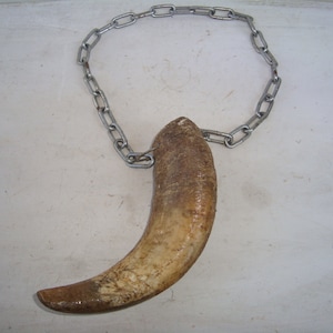 Horn, Real Animal Horn , Natural Finds, Natural Horn, Villa Decoration , Halloween Gift