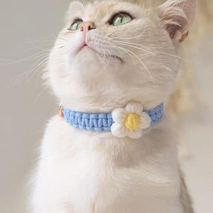 Op de afbeelding: Een lichtblauwe kattenhalsband met een witte madeliefbloem en een gele kern. De halsband is gemaakt van geweven materiaal en wordt vastgezet met een kleine goudkleurige sluiting. De kat heeft lichtgekleurde vacht en groene ogen.