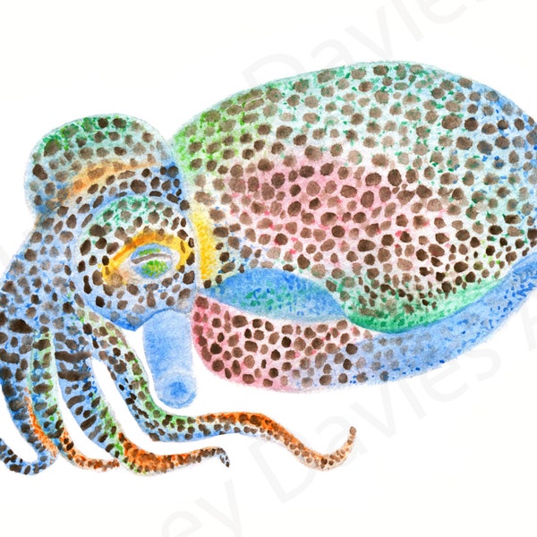 Bobtail Squid Watercolour Painting, Handpainted, Marine Animal, Ocean Art, Art Print