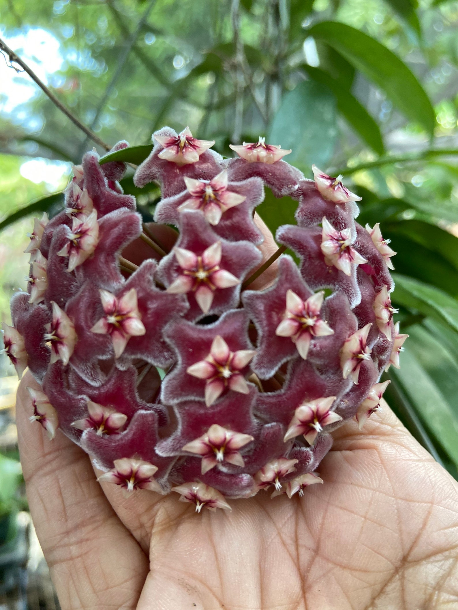 Hoya Pubicalyx. X Silver Splash wax plant 4 inch pot great Etsy