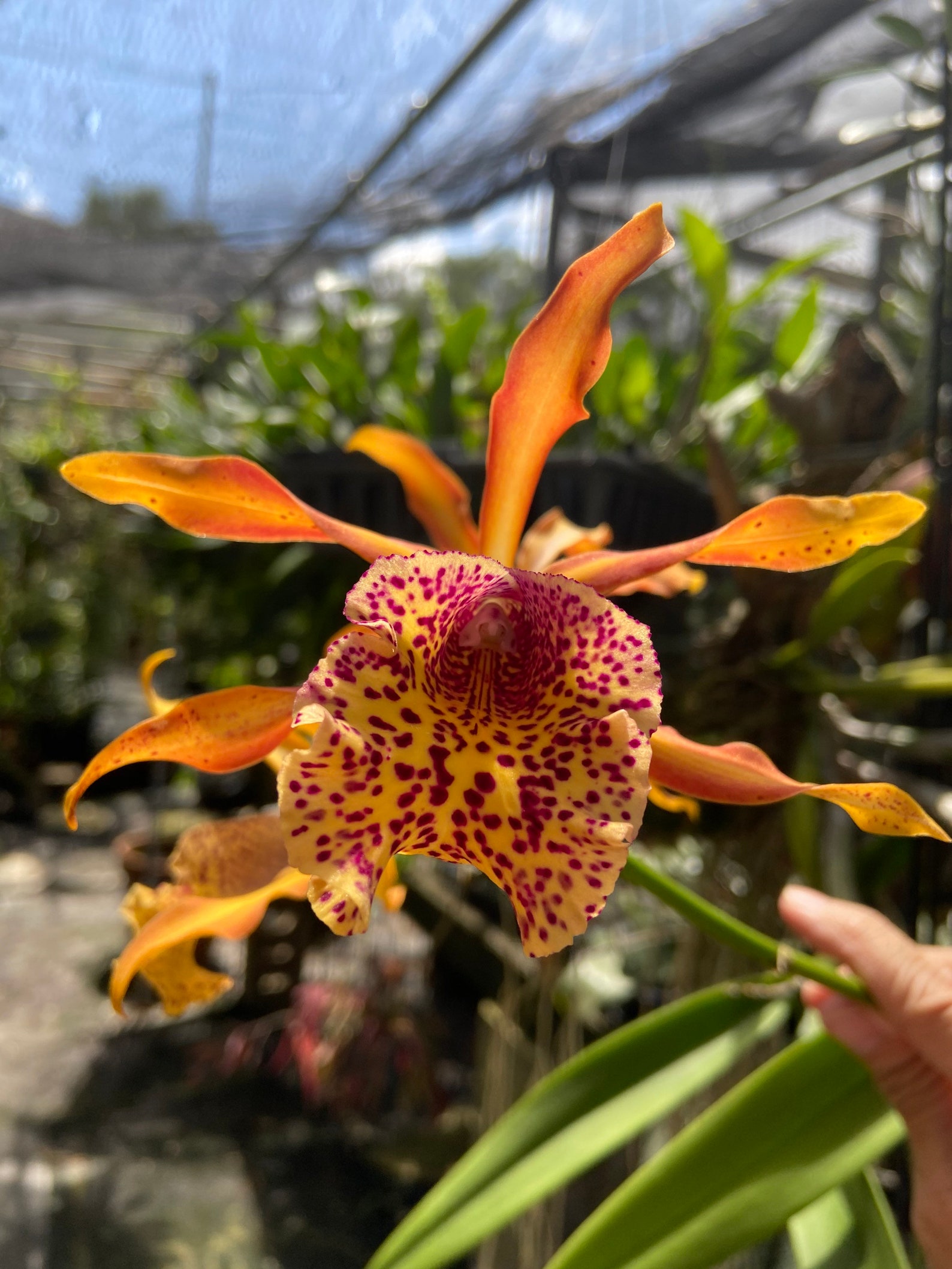 Cattleya Recchara Frances Fox Sun spots Blooming size Etsy