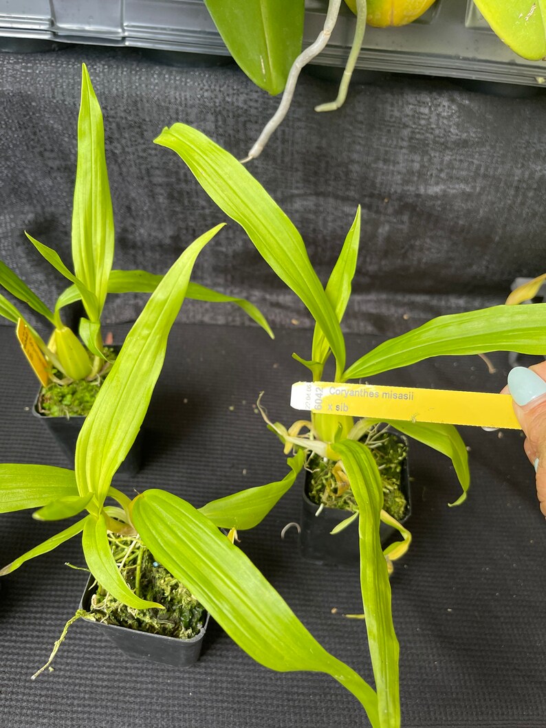 Coryanthes Misasii bucket Orchid Native Species From Etsy