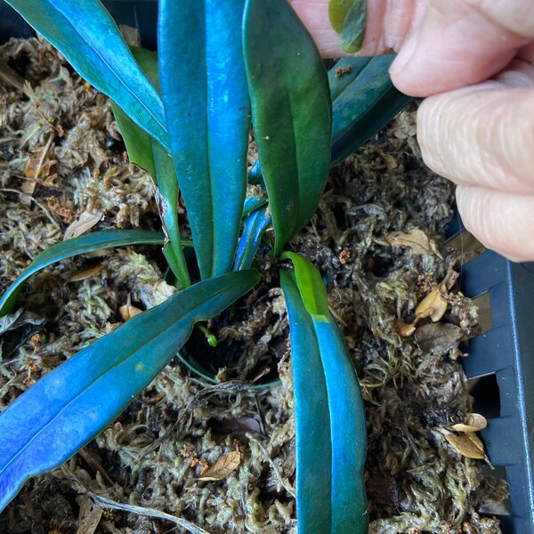 Blue Oil Fern (Microsorum thailandicum-tropical Plants- Great terrariums addition-Rarely seen Must Have! 2 inch pot.