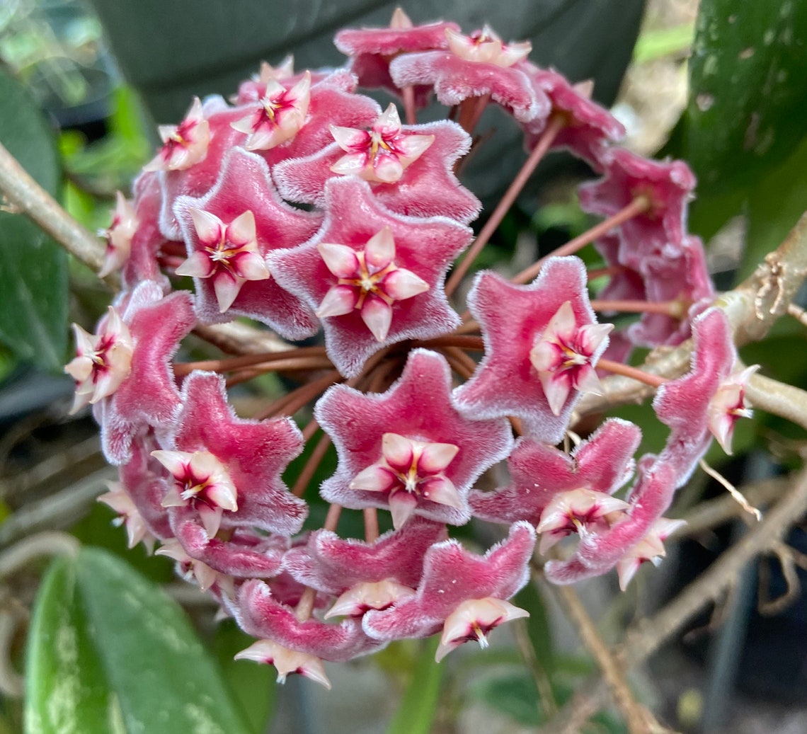 Hoya Pubicalyx. X Silver Splash wax plant 4 inch pot great Etsy