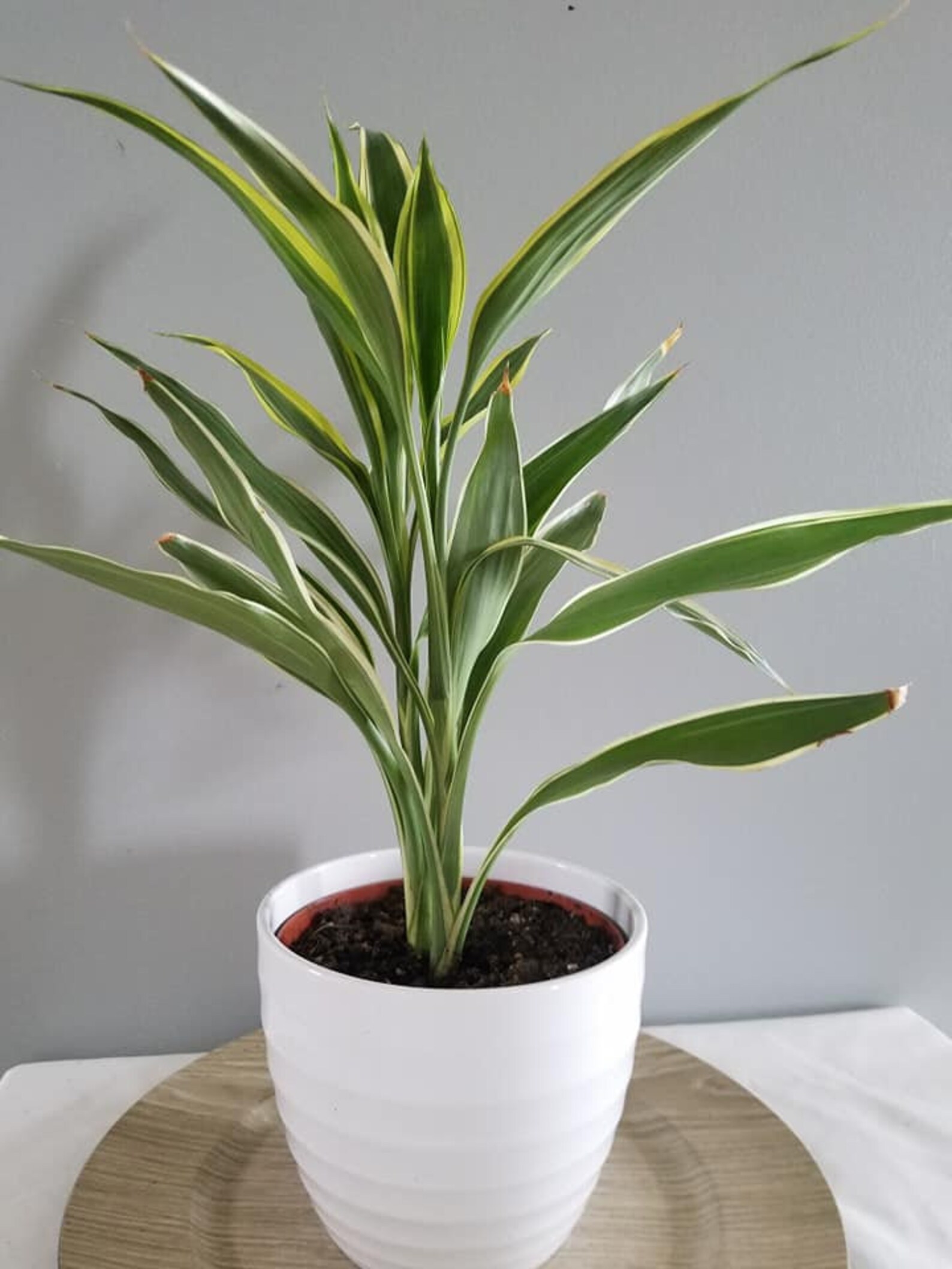 dracaena variegated sanderiana