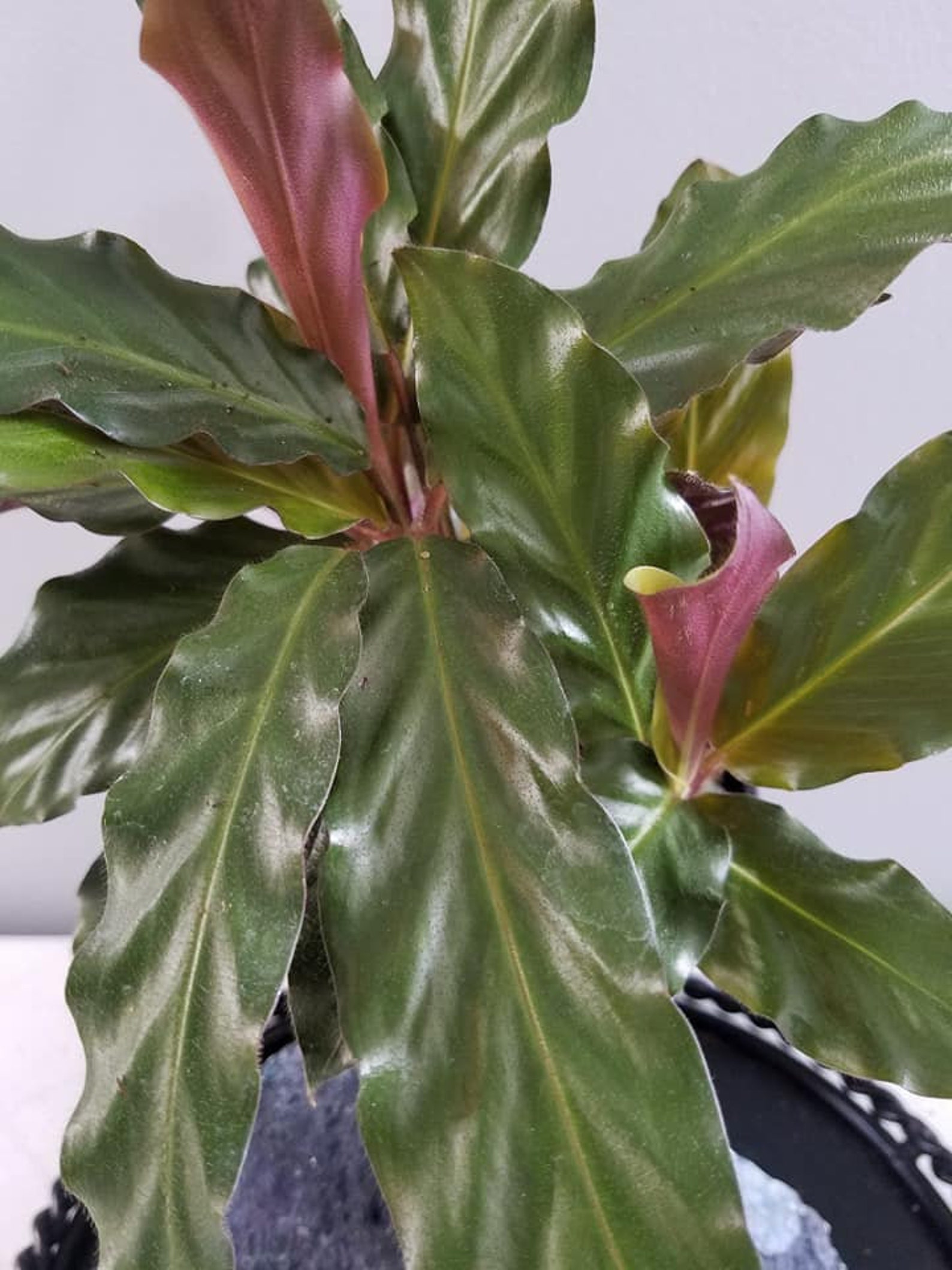 4 Calathea Rufibarba/ Prayer Plant/ Fuzzy Feathers/ Etsy