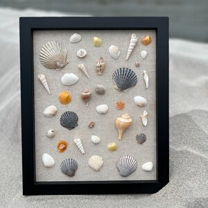 May include: A framed collection of seashells in various shapes, sizes, and colors, displayed on a beige linen background. The frame is black and has a simple design.
