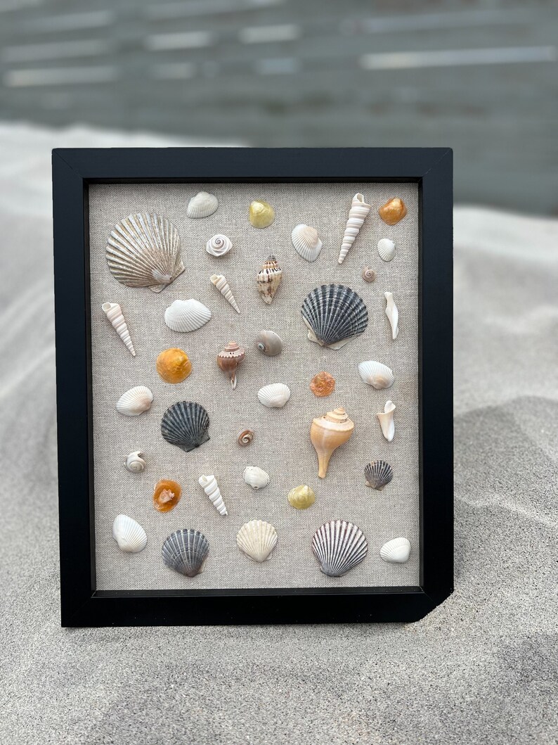 Pu&ograve; includere: Una collezione incorniciata di conchiglie di varie forme, dimensioni e colori, esposta su uno sfondo in lino beige. La cornice &egrave; nera e ha un design semplice.