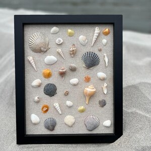 Pu&ograve; includere: Una scatola a ombre incorniciata in nero con uno sfondo in lino beige e una collezione di conchiglie di varie forme, dimensioni e colori.