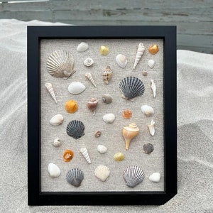 Pu&ograve; includere: Una scatola a ombre incorniciata in nero con uno sfondo in lino beige riempita di una variet&agrave; di conchiglie di varie forme, dimensioni e colori. Le conchiglie sono disposte in uno schema casuale.