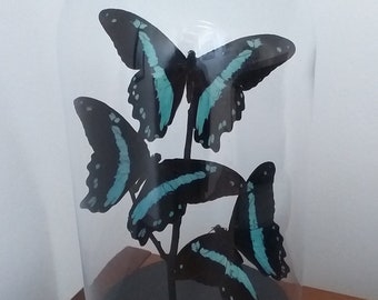 Glass Dome With Real Blue Butterflies - Three Papilio Nireus