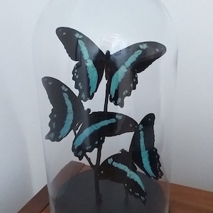 Glass Dome With Real Blue Butterflies - Three Papilio Nireus