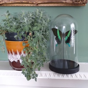 Glass Dome With Real Swallowtail Butterfly