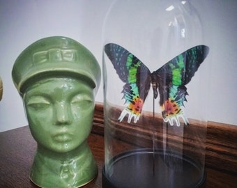 Cúpula de mariposa Cúpula de cristal con verdadera mariposa malgache Sunset Moth