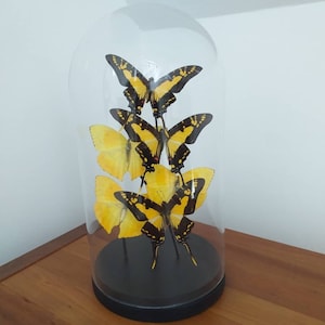 Glass Dome With Real Yellow Butterflies - Six Butterflies