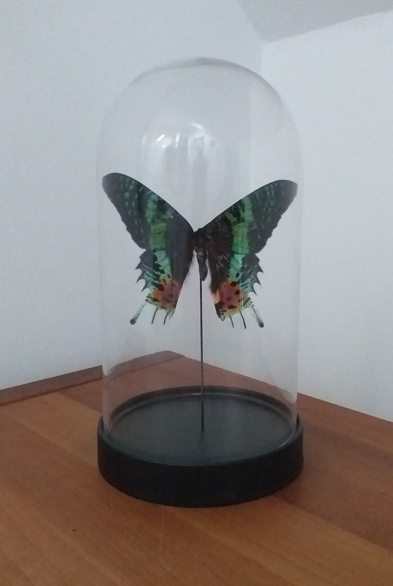 Butterfly Dome Glass Dome With Real Butterfly Madagascan Sunset Moth Etsy