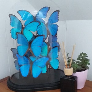 Butterfly Dome - Beautiful Hand Blown Glass Dome With Real Blue Morpho Butterflies
