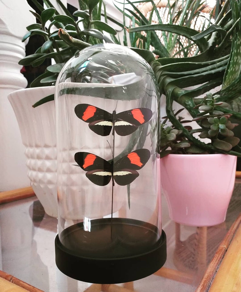 Butterfly Dome Glass Dome With Real Butterflies Etsy