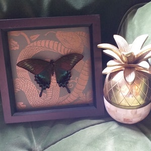 Butterfly Frame With Real Butterfly and Vintage Paper Black Alpine Swallowtail