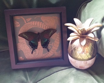 Butterfly Frame With Real Butterfly and Vintage Paper Black Alpine Swallowtail