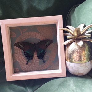 Butterfly Frame With Real Butterfly and Vintage Paper Black Alpine Swallowtail
