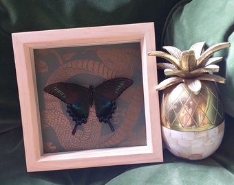 Butterfly Frame With Real Butterfly and Vintage Paper Black Alpine Swallowtail