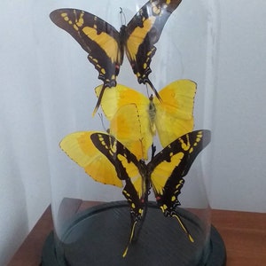 Glass Dome With Real Yellow Butterflies - Four Butterflies