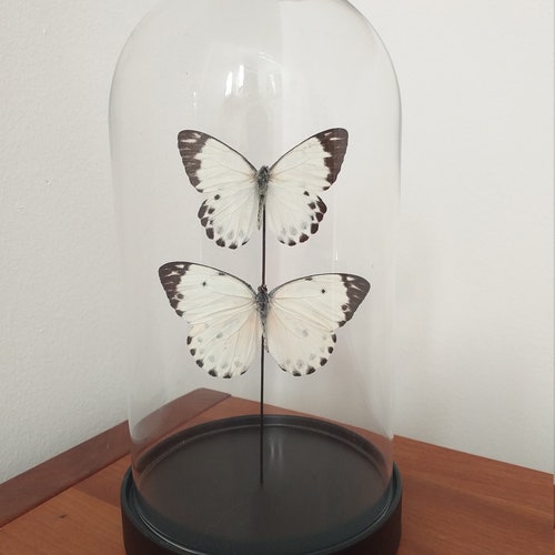 Butterfly Dome Glass Dome With Real Butterflies Etsy