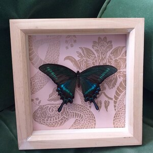Butterfly Frame With Real Butterfly and Vintage Paper Alpine Swallowtail