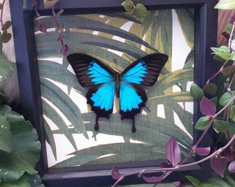 Butterfly Frame With Blue Ulysses Butterfly and Vintage Paper