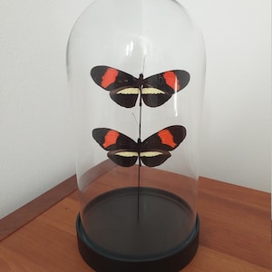 Butterfly Dome Glass Dome with Real Butterflies