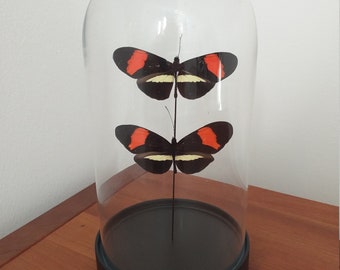 Cúpula de mariposa Cúpula de cristal con mariposas reales