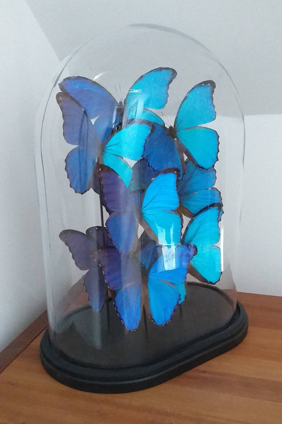 Butterfly Dome Beautiful Hand Blown Glass Dome With Real Etsy