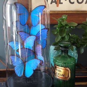 Victorian Antique Glass Dome With Real Blue Morpho Butterflies