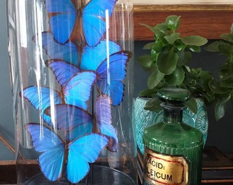 Victorian Antique Glass Dome With Real Blue Morpho Butterflies