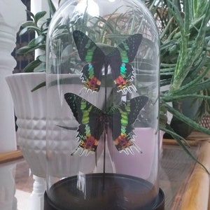 Glass Dome With Real Butterflies Madagascan Sunset Moths