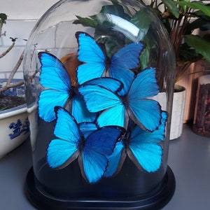 Pode incluir: Uma cúpula de vidro com uma base preta contendo uma coleção de borboletas morpho azuis. As borboletas estão dispostas em um grupo, com suas asas abertas.
