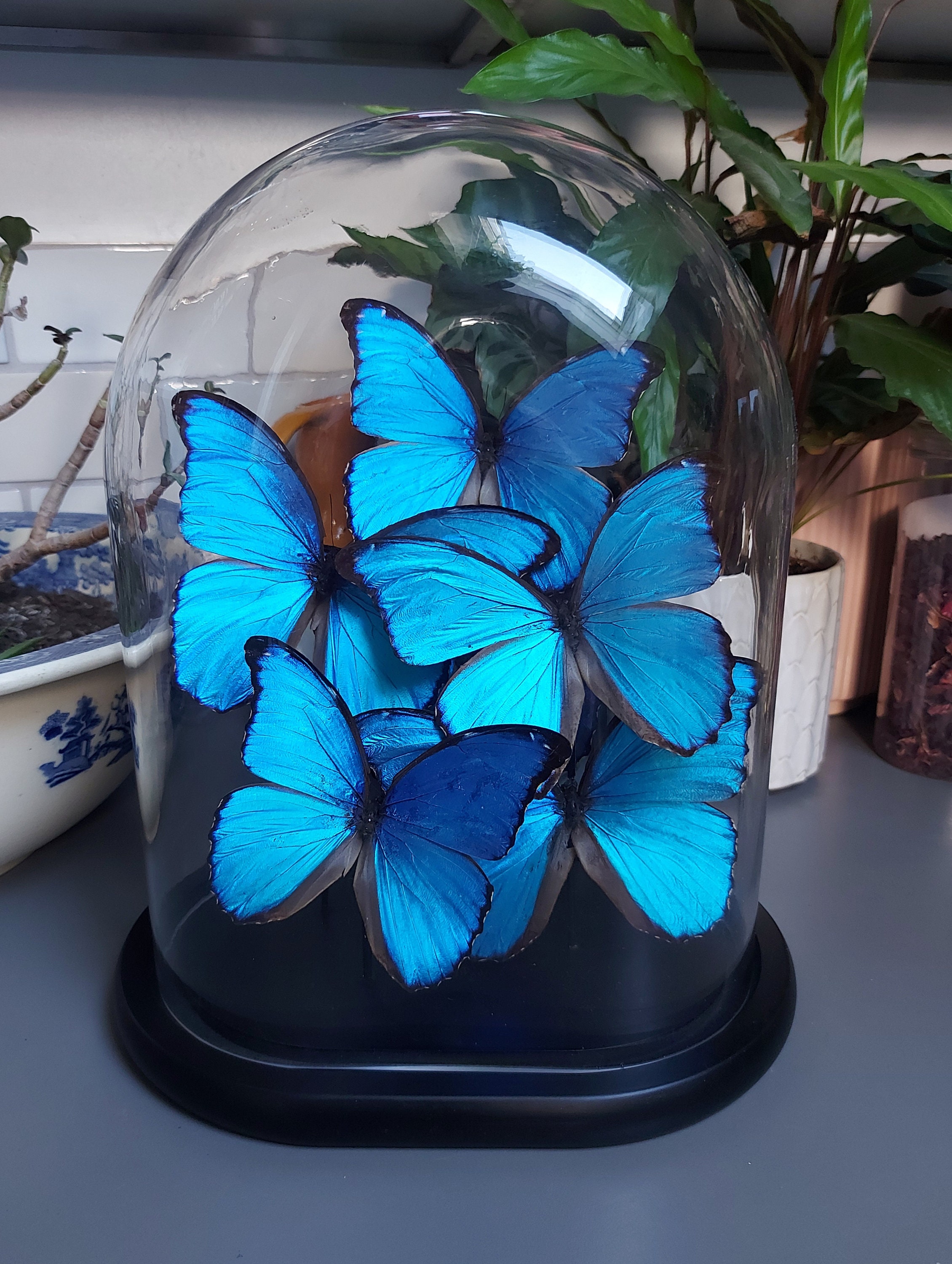 モルフォ蝶　ガラスドーム付き ブルーモルフォ蝶のガラスドーム 手作りヴィンテージ珍品 - Etsy 日本