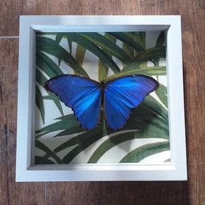 Mariposa Morpho azul real en marco con papel de bambú vintage