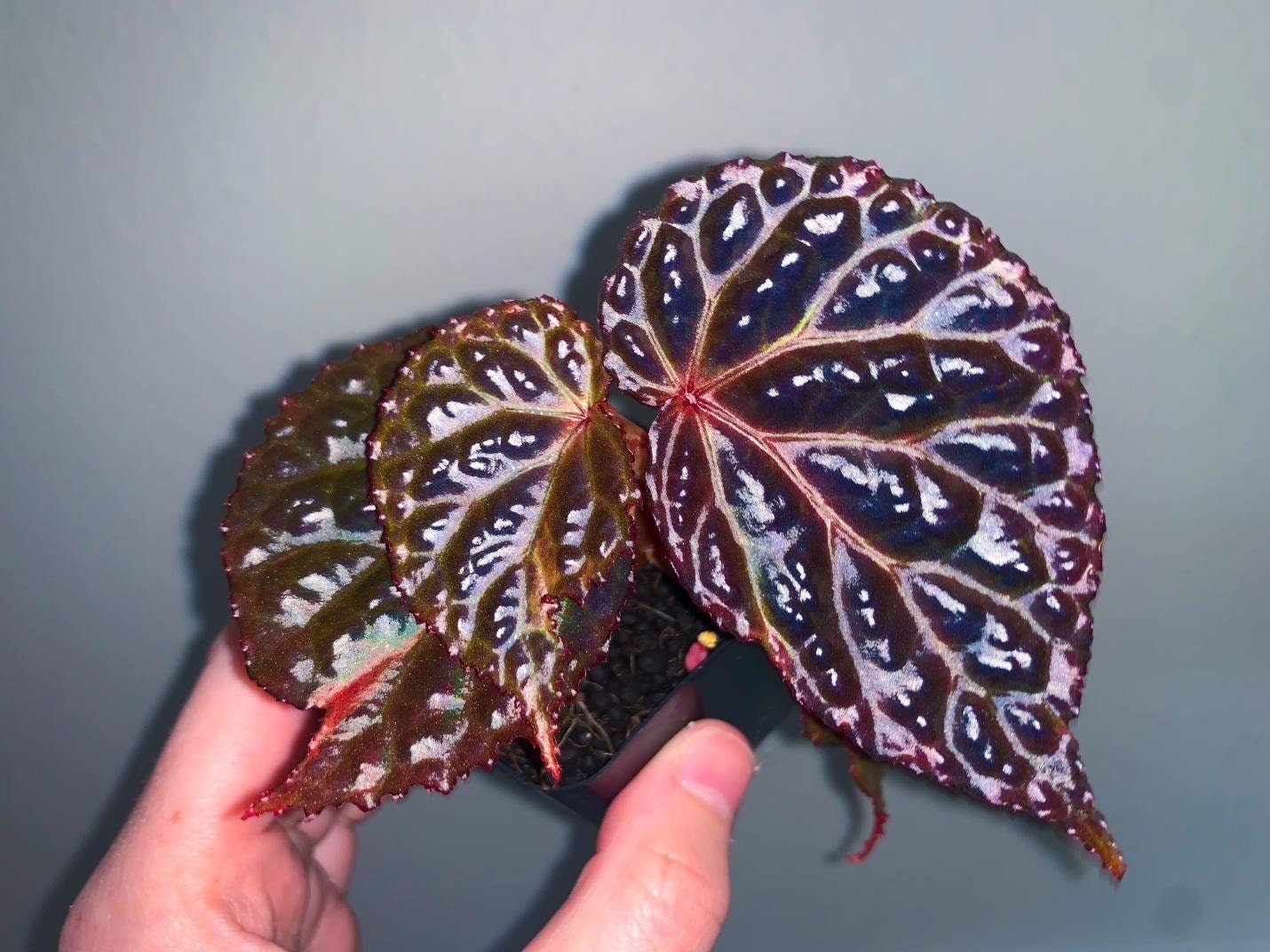 Begonia Sp. Temuyuk Blue X Dracopelta - Rare Terrarium Begonia - Etsy