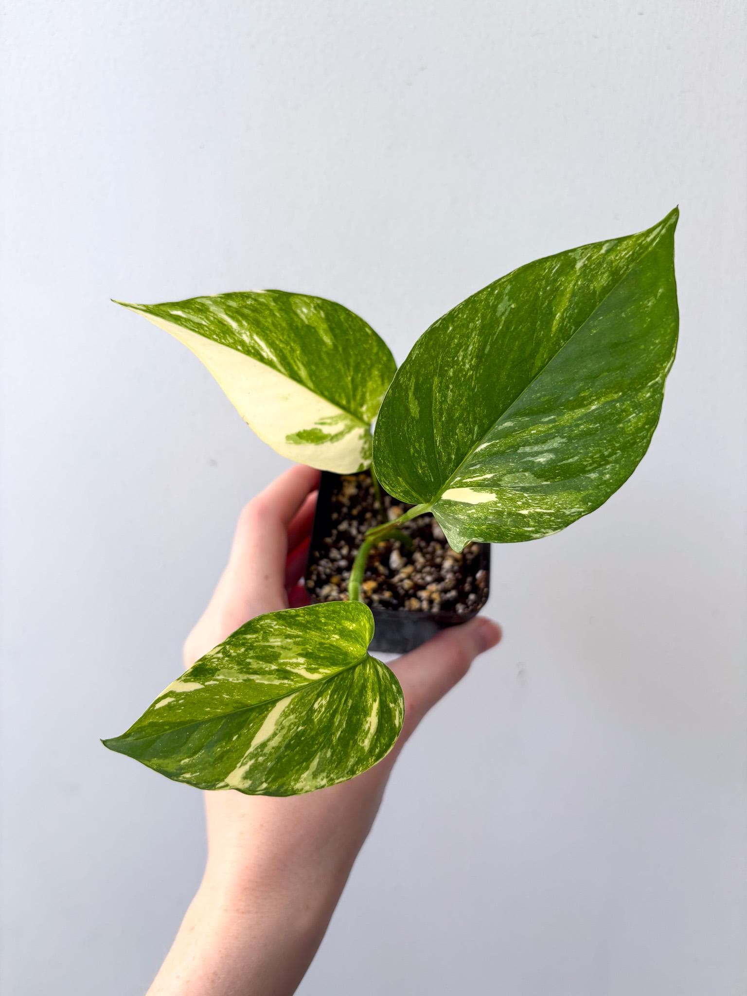 cardamom seeds for planting Green Cardamom Plant Seeds  Heirloom, Non-GMO, High Germination Organ   Neeraseeds