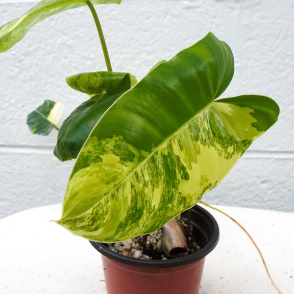 Monstera Burle Marx Flame Shop Online Etsy monstera-burle-marx-flame-shop-online-etsy