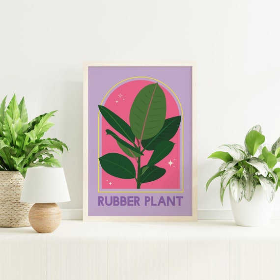 monstera dubia ableger MONSTERA DUBIA online kaufen bei potflourri main image 0