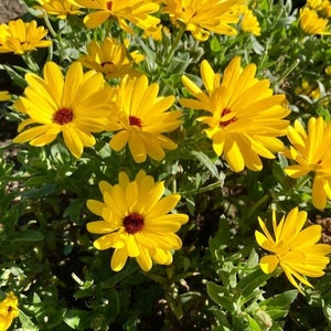 Pu&ograve; includere: Un primo piano di un gruppo di fiori gialli brillanti con centri scuri. I fiori sono in piena fioritura e sono circondati da foglie verdi.