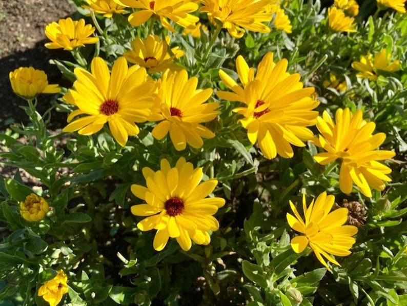 Pu&ograve; includere: Un primo piano di un gruppo di fiori gialli brillanti con centri scuri. I fiori sono in piena fioritura e sono circondati da foglie verdi.
