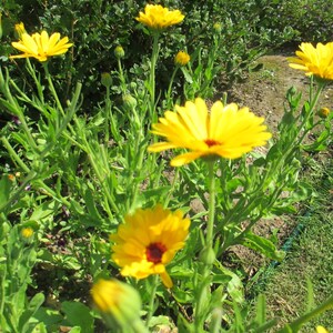 Pu&ograve; includere: Un primo piano di un gruppo di fiori di calendula gialli in fiore. I fiori sono circondati da fogliame verde.